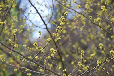Lindera benzoin - linderovka benzoin - jarní větévka (3)